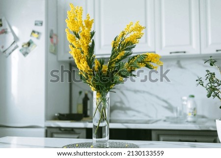 Mimosa Branch on the background of a Gray and White Kitchen. Banner for March 8. Women's Day. Color 2021