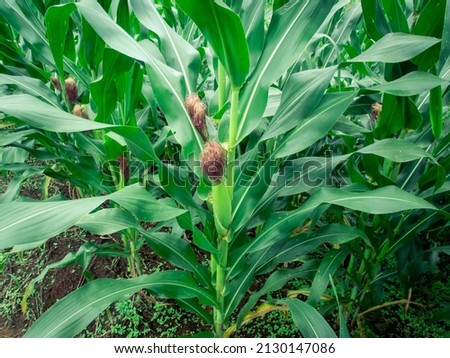 Green corn is growing in the fields of corn farmers in Thailand. The picture gives a feeling of freshness in the rainy season.