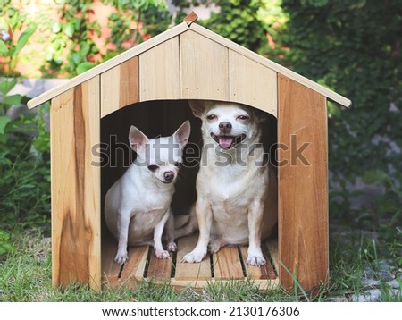 Portrait of  two different size  short hair  Chihuahua dogs sitting in wooden dog house, smiling with thier tongues out. Royalty-Free Stock Photo #2130176306