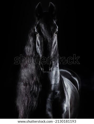 Studio portrait of a black horse on a black background isolated