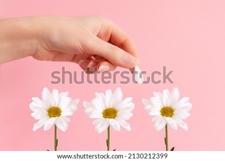 A woman's hand tears the petals from the chamomile flowers. Pink background. The concept of fortune telling and falling in love. Royalty-Free Stock Photo #2130212399