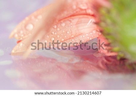 Flower with morning dew on the leaves, Spring flower in the garden after the rain, Beauty f nature with flowers with vivid colors