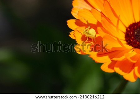 crab spider waits camouflaged for its victim in a calendula flower