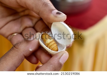 hands holding silkworm  cocoon or pupa. Royalty-Free Stock Photo #2130219086
