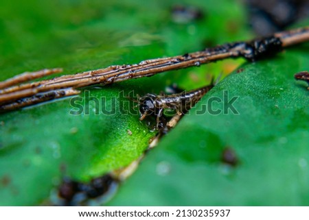 Earwig or Cocopet  Capit walking on leaves and between rotten wood chips