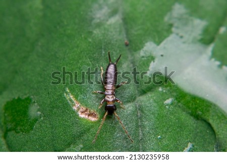 Earwig or Cocopet  Capit walking on leaves and between rotten wood chips