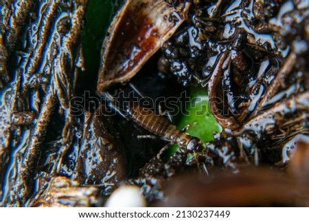 Earwig or Cocopet, capit walking on leaves and between rotten wood chips
