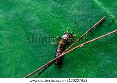 Earwig or Cocopet, capit walking on leaves and between rotten wood chips