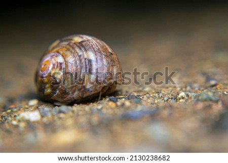 Hermit Crab, kepompong, kelomang darat looks for food in the form of rotten or fresh leaves