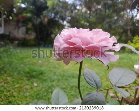 Purple natural rose flower . Full blooming closeup picture.