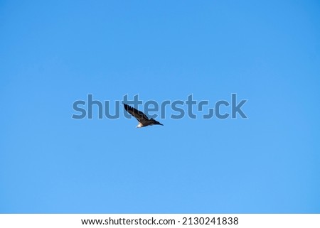 bird (vulture) flying alone in the sky, among the clouds, and over mountains and valleys in search of food