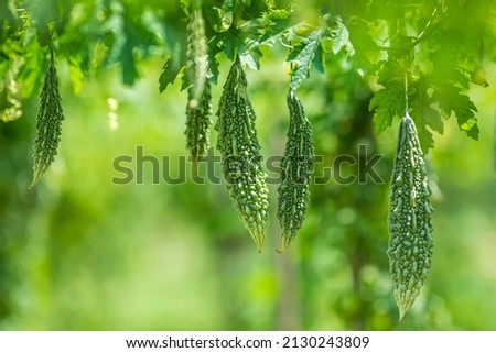 Green bitter melon, Bitter gourd or Bitter squash hanging from a tree on a vegetable farm. Fresh Bitter melon hanging on the garden. Shallow depth of field and Close-up view. Royalty-Free Stock Photo #2130243809