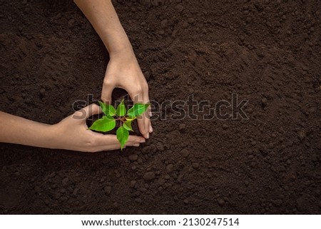 hands holding a young green plant, top view free space, earth day background, the concept of farming, new life, investment, organic products and ecology Royalty-Free Stock Photo #2130247514