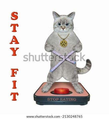 An ashen cat measures its waist on a weigh scales. Stay fit. Stop eating. White background. Isolated.