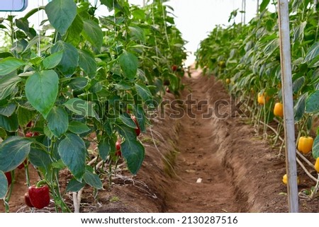Capsicum (Sweet pepper or bell pepper or shimala mirch) crop in poly house. Beautiful agricultural background. Poly house crops. Planting at  agriculture field. Royalty-Free Stock Photo #2130287516