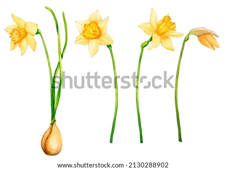 Set of watercolor daffodils on a white background. Clip art of spring flowers for the design of postcards, textiles, stationery, posters and more.