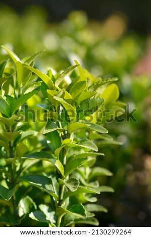 Japanes spindle Green Spire - Latin name - Euonymus japonicus Green Spire Royalty-Free Stock Photo #2130299264