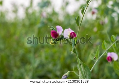 Fully blossomed magenta color pea flower inside of an agricultural farm with copy space