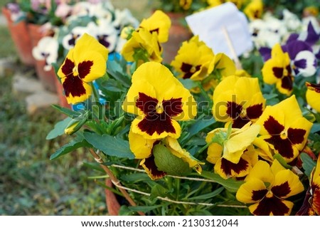 Vibrant yellow-brown coloured (bi-colored) pansy flowers with two upper overlapping petals, at KMDA organised Annual flower exhibition being held at Rabindra Sarobar in South Kolkata.