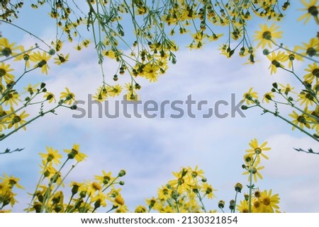 many yellow marigold flowers against the blue sky. bottom up view