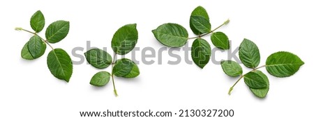 A collection of small rose leaf twigs with five leaves isolated against a white background.