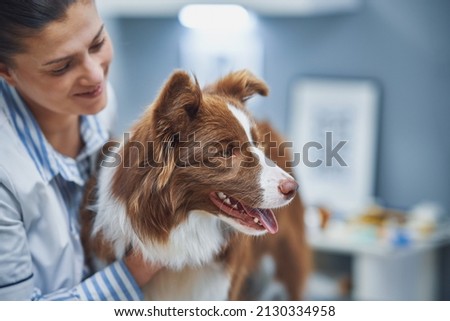Brown Border Collie dog during visit in vet Royalty-Free Stock Photo #2130334958