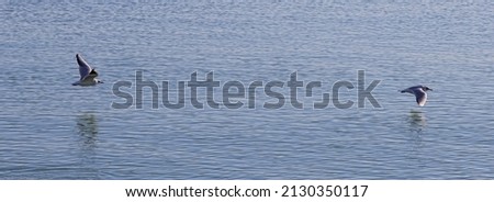 Two seagull bird and their reflections fly over the blue rippling sea water to fishing; color wildlife photo for decoration poster or wallpaper.