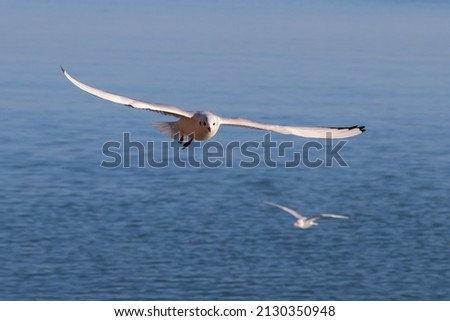 Two seagull bird fly over the blue sea water to fishing; color wildlife photo for decoration poster or wallpaper.