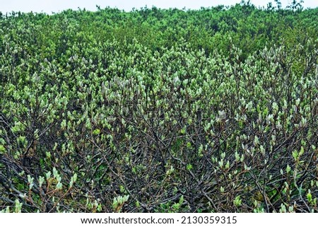 Willow-shrub; osier bed (Salicetum) in mountains, stream ravine. Willow leaves only in early summer (high-altitude alpine spring). Subniveal belt (2600 a.s.l.). Middle Siberia mountains Royalty-Free Stock Photo #2130359315