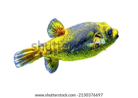 Blackspotted puffer or dog-faced puffer fish isolated on white background. Arothron nigropunctatus of family Tetraodontidae. Lives in Indian Ocean and the Pacific Ocean and the Indo-Pacific, Australia Royalty-Free Stock Photo #2130376697