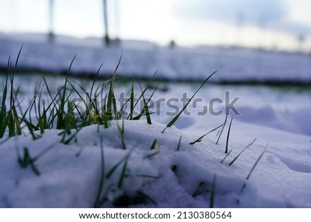 Picture of grass covered bij snow