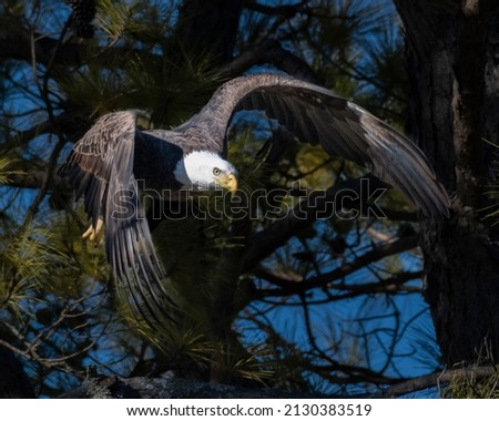 Bald Eagle diving out of a pine tree