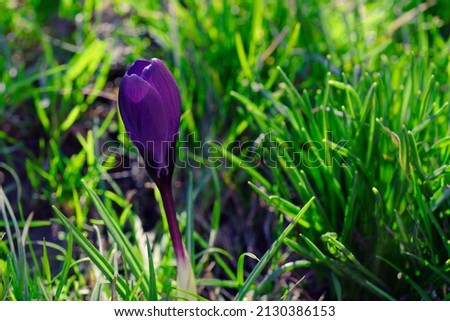 Signs of spring, purple crocus on the city lawn, close up. There is green grass around.
