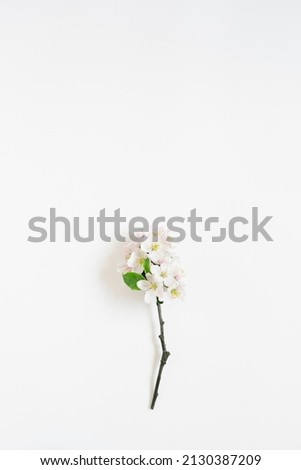 Apple tree branch with white flowers on a white background. Top view, flat lay with copy space