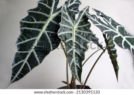 Alocasia amazonica leaves have a unique and beautiful texture                
