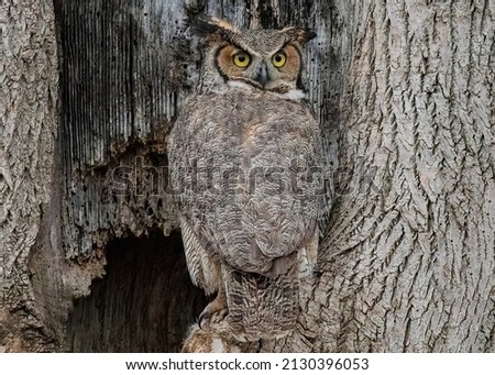 brown owl on brown tree trunk photo