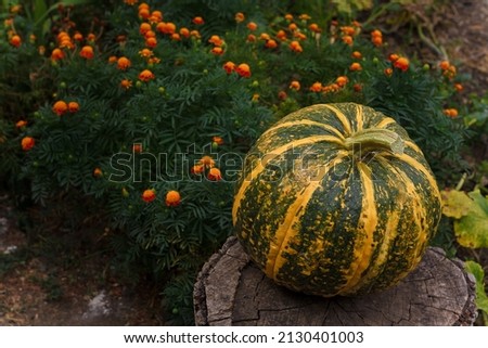 Big striped pumpkin on marigold flowers background. Organic fresh farm vegetables, seasonal autumn harvest, vegan food, healthy diet