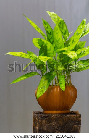 Decoration plant in a vase