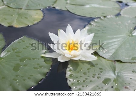 Close up macro photography of white water lily in German lake during summer. Green floating leaves with water droplets. Plant and nature photography. 