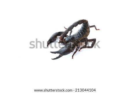  black scorpion on white background 