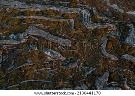 The texture of the rocks. Photo of nature texture of stones. Close-up. high quality photo. Finnish nature