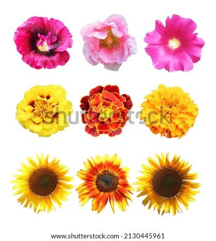Beautiful malva, sunflower, marigold flowers set isolated on white background. Natural floral background. Floral design element Royalty-Free Stock Photo #2130445961