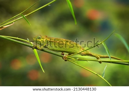 Chameleon from Uganda in Africa. Coarse Chameleon, Trioceros rudis, Rwenzori NP in Uganda. Green chameleon on the tree in forest, Uganda wildlife. 