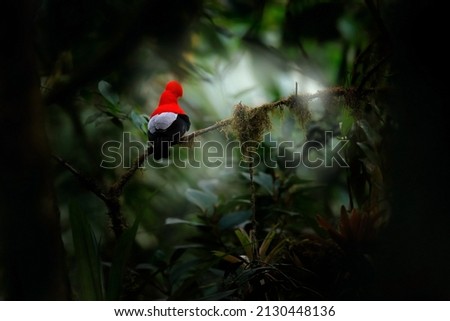 Cock-of-The-Rock, Rupicola peruvianus, red bird with fan-shaped crest perched on branch in its typical environment of tropical rainforest, Ecuador. Bird pair love, wildlife nature. 