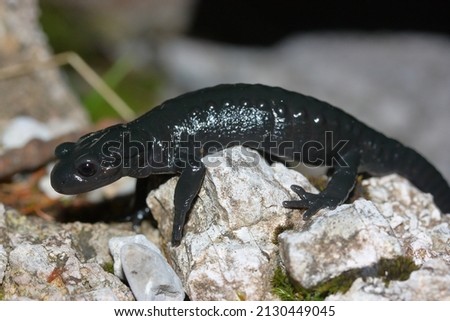 The alpine salamander (Salamandra atra) in a natural habitat
