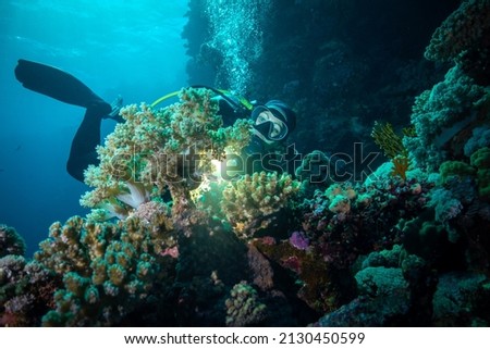 Soft Coral Reef in Underwater Torch Light of Scuba Diver