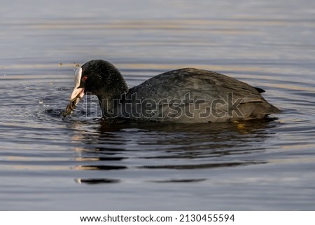 feeding Eurasian coot with red eyes