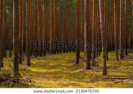 Forest roads covered with wild grass in a young pine forest in spring Royalty-Free Stock Photo #2130470705