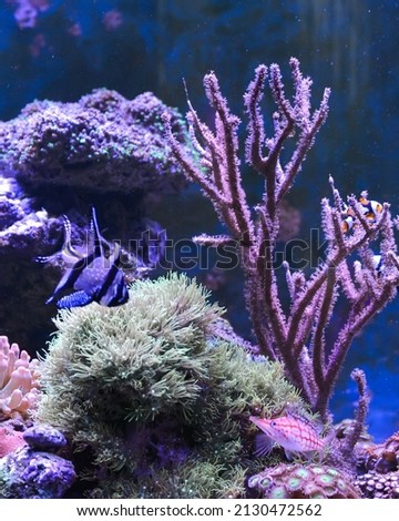 Reef tank, marine aquarium. Blue aquarium full of fishes and plants. Tank filled with water for keeping live underwater animals. Gorgonaria, Clavularia. Zoanthus. Zebra apogon. Zebrasoma. Percula. Royalty-Free Stock Photo #2130472562