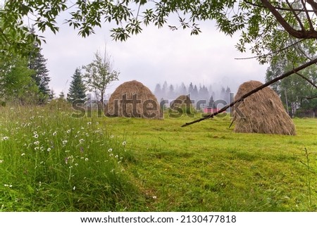 Three haystacks on the lush green meadow, tree brunches in the foreground, peaceful european culture, rural ukrainian life before russian invasion.